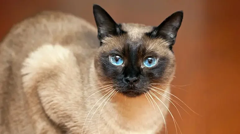 profile picture of tavugba zn v